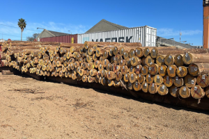 Eucalyptus Raw Logs